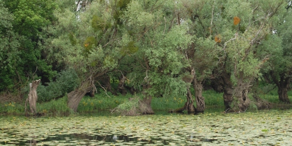 Obec Klin nad Bodrogom